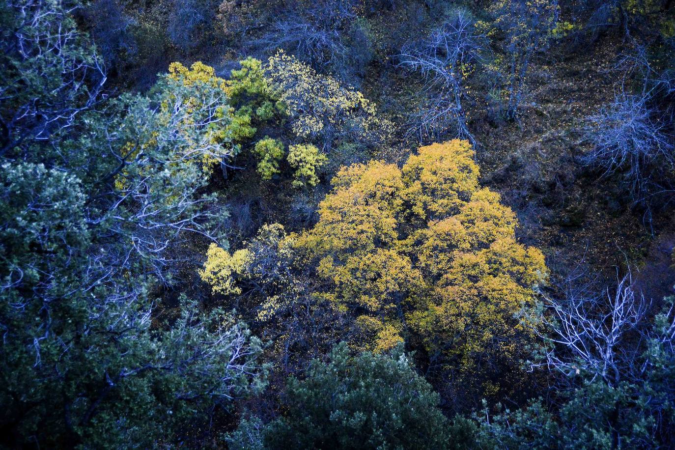 Fotos El bosque encantado de Lugros, una maravilla del otoño granadino Guadix Ideal